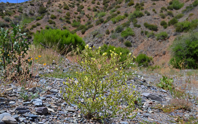 Emmenanthe penduliflora, Whisperingbells